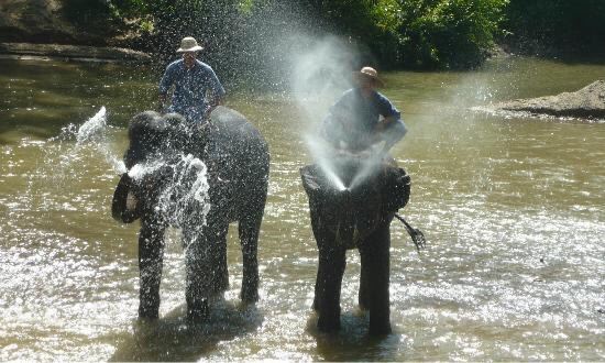 Meidan Elephant Camp