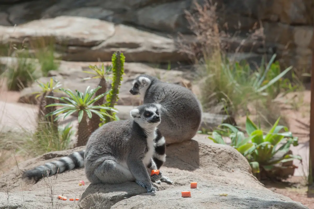 Taronga Zoo Sydney
