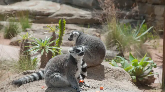 Taronga Zoo Sydney - Tickets, Opening Hours, Reviews & Photos [2024