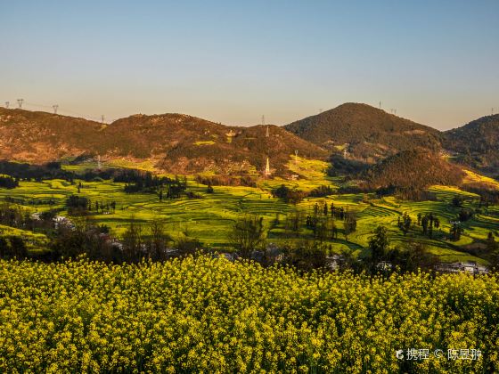 Luoping Canola Flower Ocean