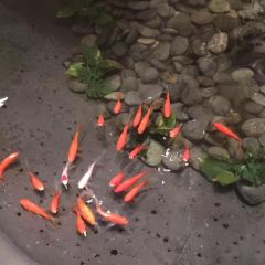 Art 50 Revolving Restaurant User Photo