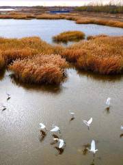 Kelamayi Wetlands