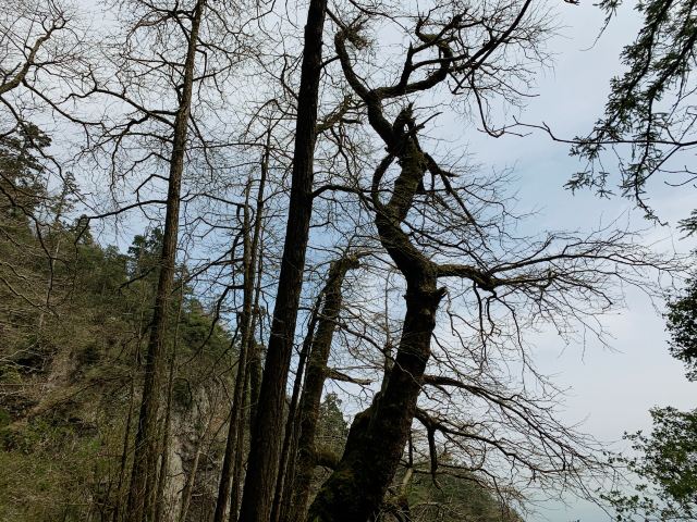 五世同堂