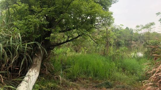 福田湿地公园，是在义乌当地算是最知名的公园之一了，因为义乌本