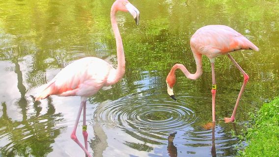 Sarasota Jungle Gardens