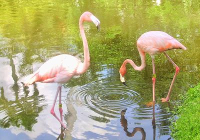 Sarasota Jungle Gardens