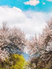 嘎拉桃花村