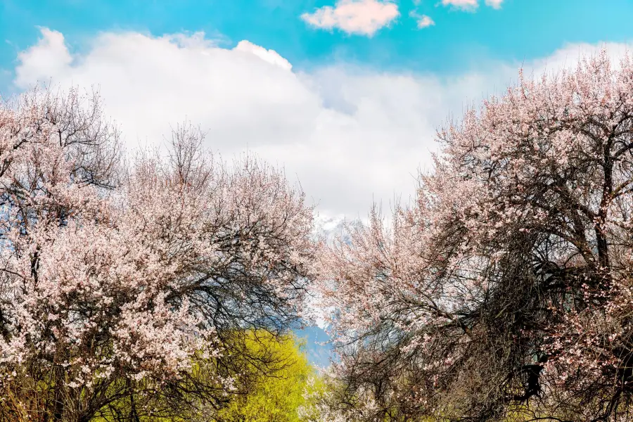 Gala Peach Blossom Village