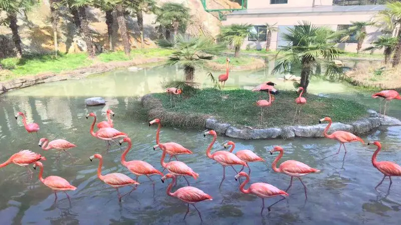 非洲動物園