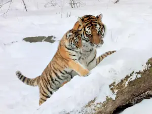 더 버펄로 동물원