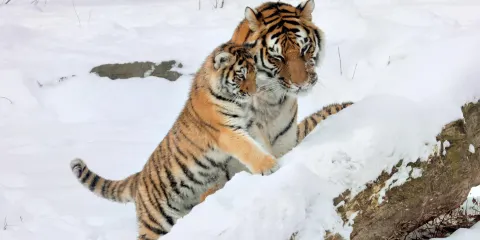 水牛城動物園