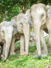 Samui Elephant Haven