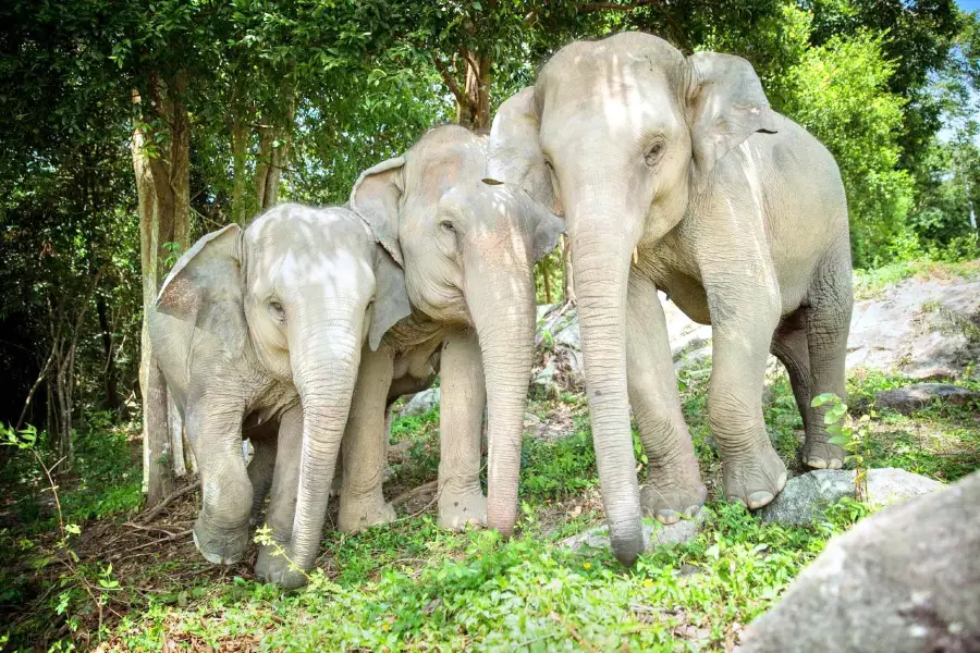 Samui Elephant Haven