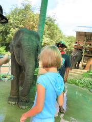 Prayai Changthai Elephant Camp