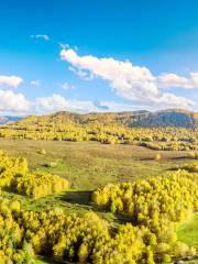 Hemu Birch Forest