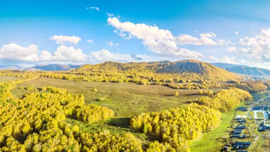 Hemu Birch Forest