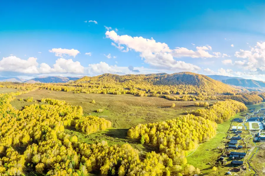 Hemu Birch Forest