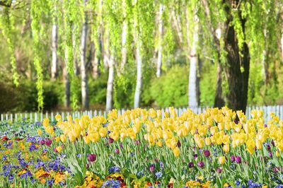 Australian National Botanic Gardens