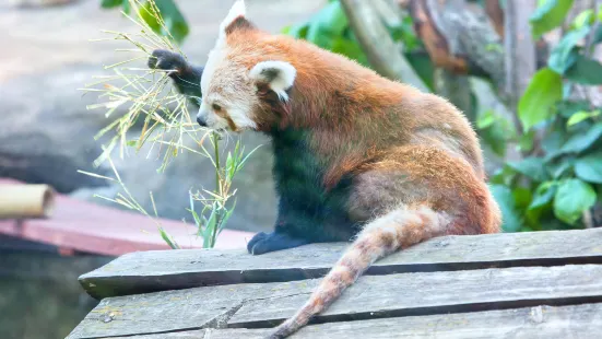 史密森尼國家動物園