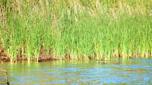 Del Valle Regional Park