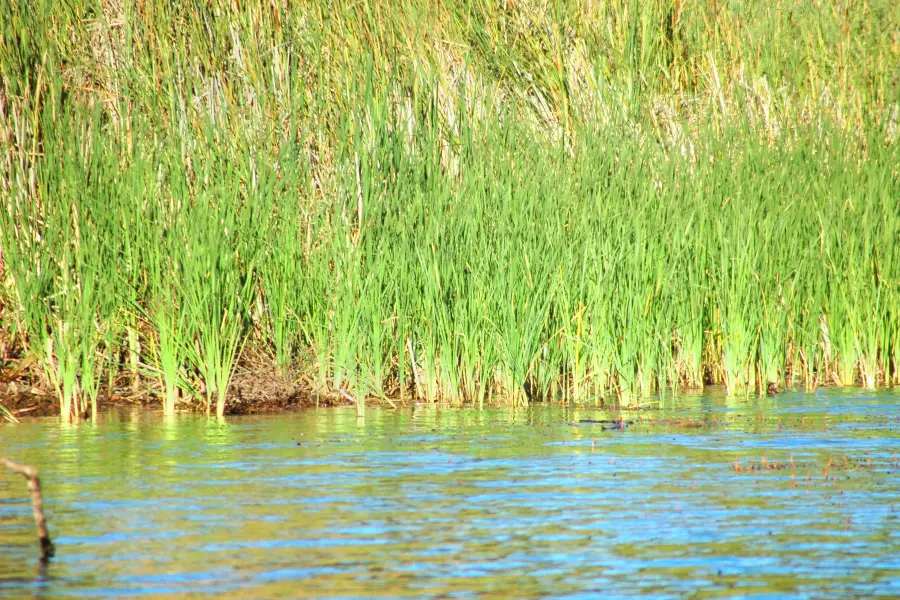 Del Valle Regional Park