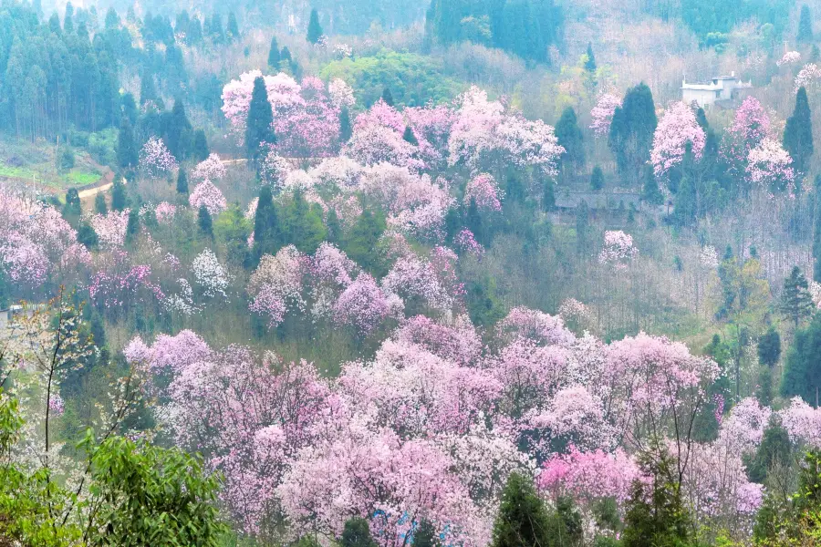 吳家後山