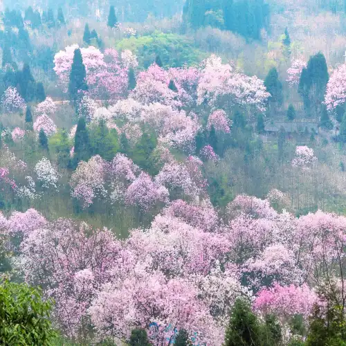 吳家後山