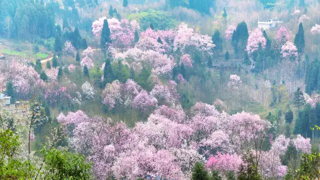 吳家後山
