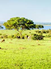 Murchison Falls National Park