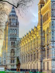 Musée d'histoire naturelle de Londres