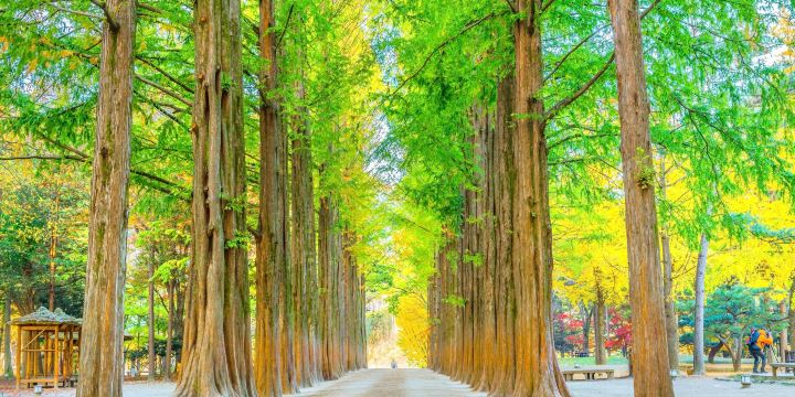 Metasequoia Tree Lane