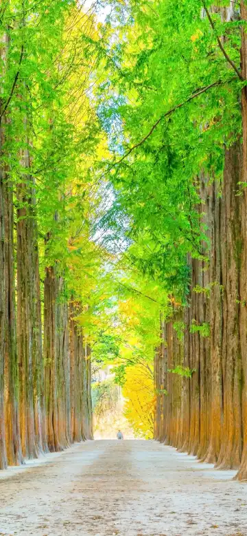 Hotels near Metasequoia Tree Lane