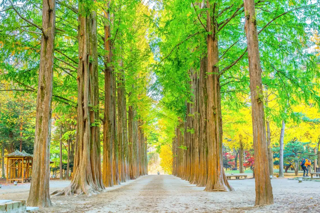 Отели рядом с достопримечательностью «Dawn Redwood Road»