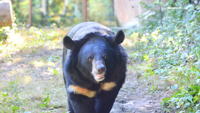 Bornean Sun Bear Conservation Centre (BSBCC)