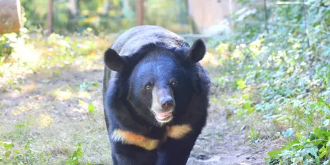 婆羅洲太陽熊保育中心