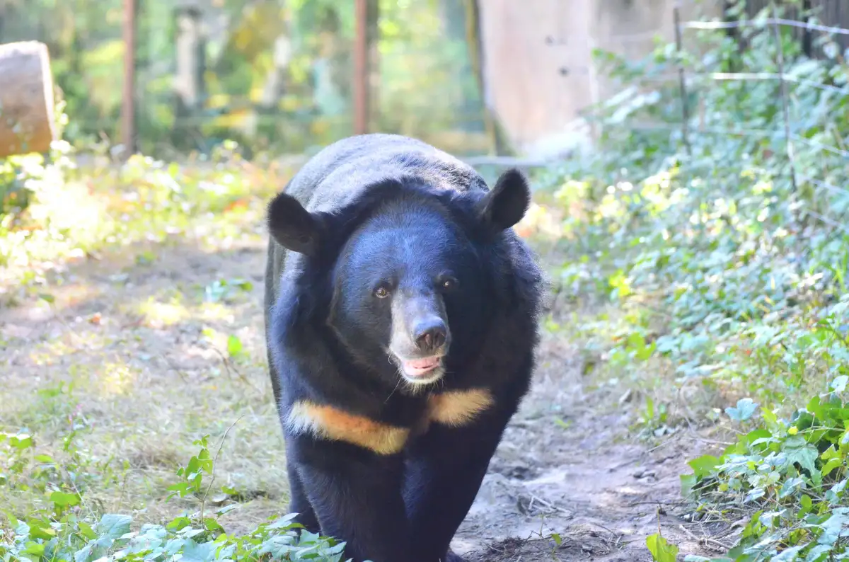 Bornean Sun Bear Conservation Centre (BSBCC)