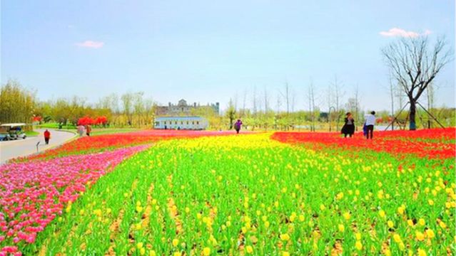 Mount Tai Flower Sea