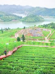 Erlong Tea Farm
