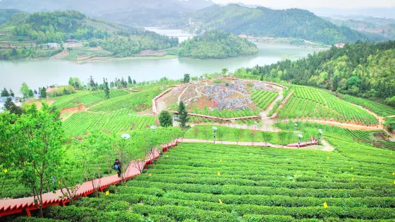 二龍茶場