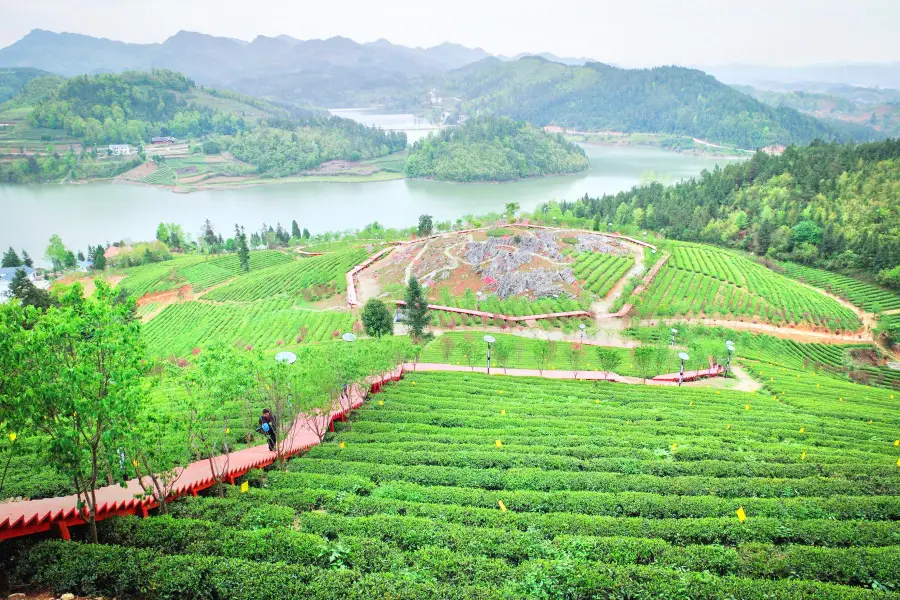 Erlong Tea Farm