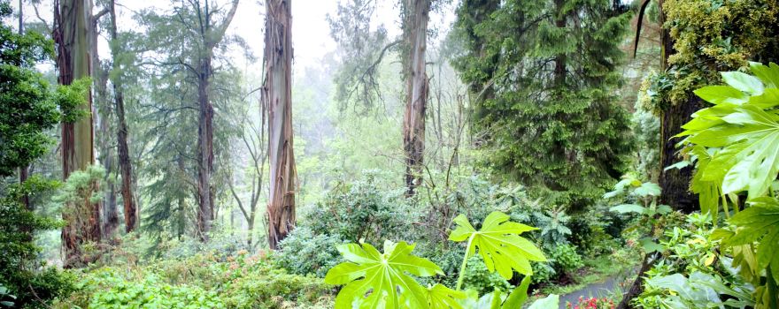 Sherbrooke Forest