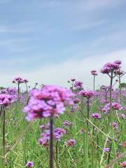 上海尋夢源夢水鄉