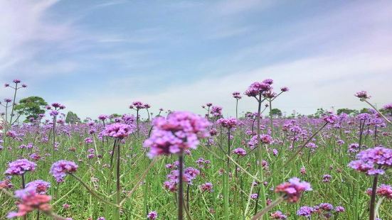 孔雀王朝必吃推薦 上海孔雀王朝 Trip Com