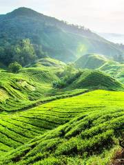 Boh Tea Estate, Pahang.