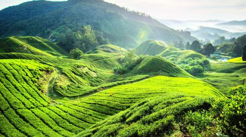 Boh Tea Estate Habu, Pahang.