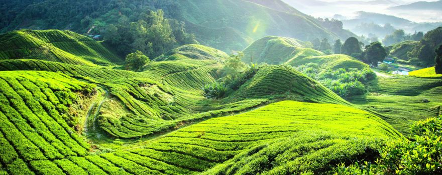 Boh Tea Centre Habu