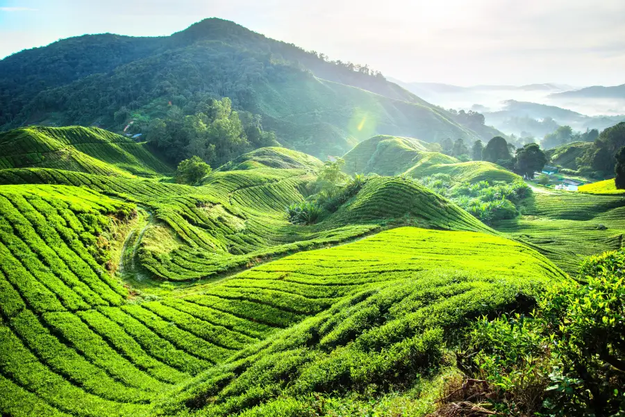 Boh Tea Estate Habu, Pahang.