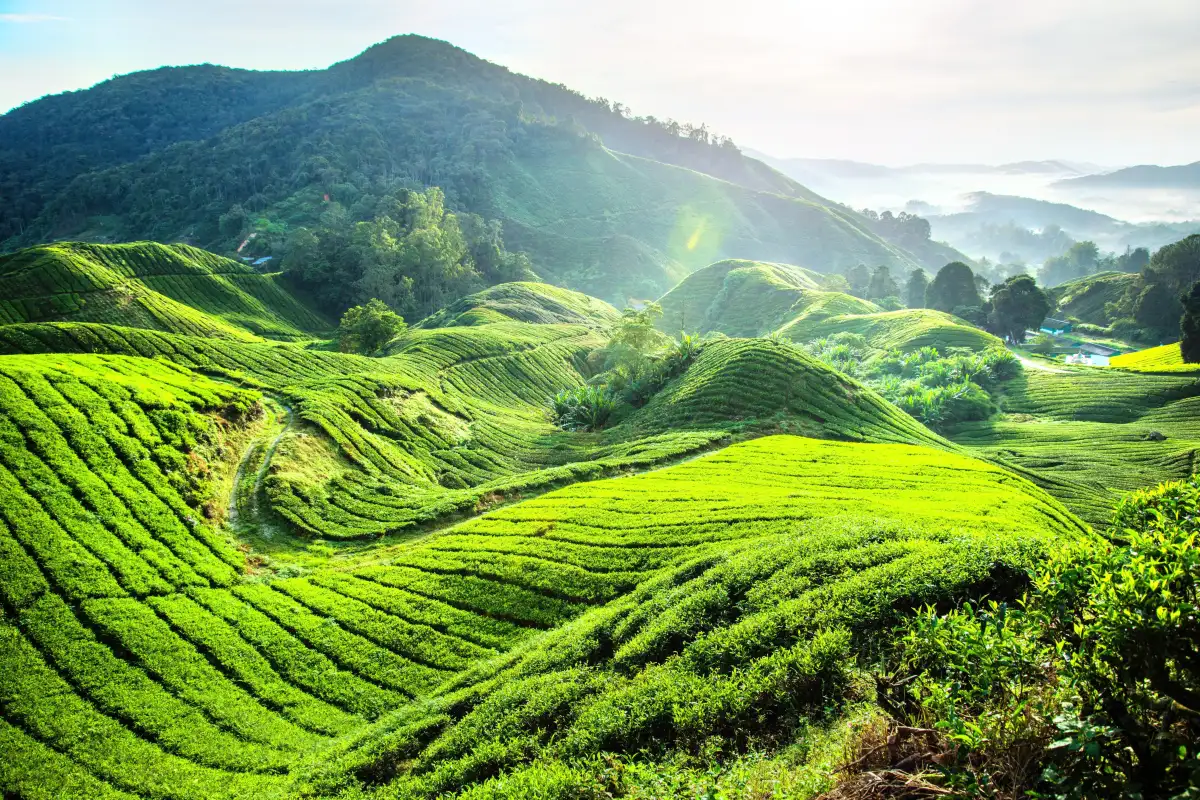 Boh Tea Centre Habu