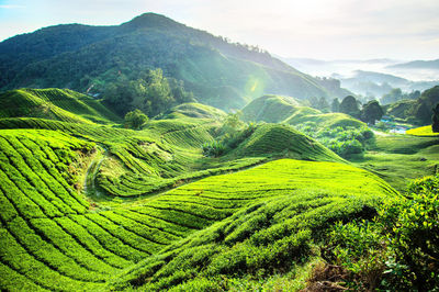 Boh Tea Centre Habu