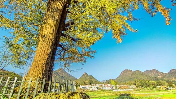 Xiaojiang Ginkgo Garden